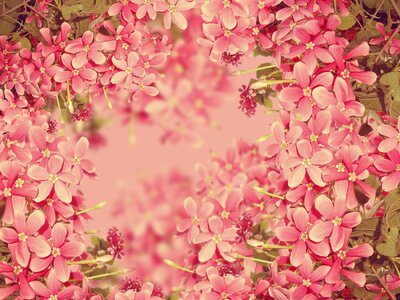 Plant natural blossom