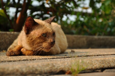 Cute Cat Brown