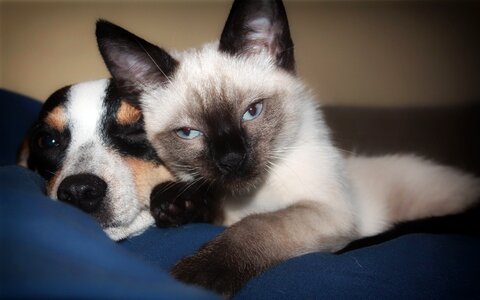 Siamese puppy brown cat