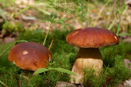 Mushrooms white mushroom forest