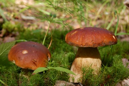 Mushrooms white mushroom forest photo