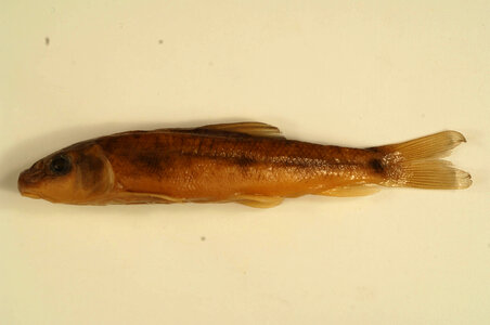 Catostomus commersonii-1