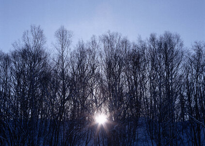 Wintersun in snowy forest photo