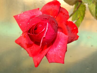 Flower petals drops