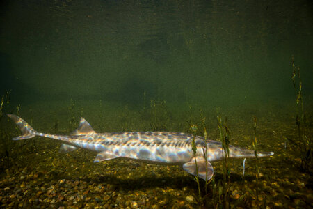 Pallid Sturgeon-3