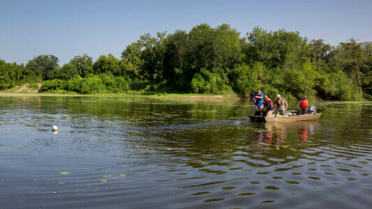 Alligator gar-3 photo