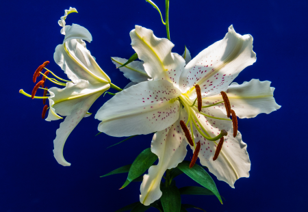 Flower white purple dots