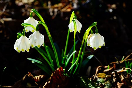 Bloom white forest photo