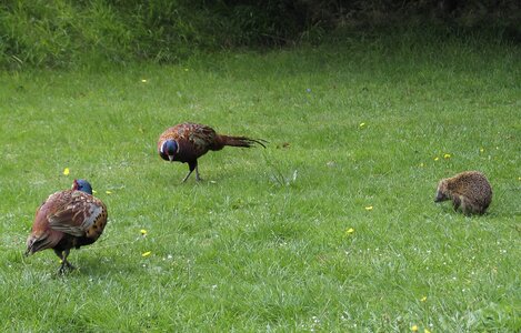 Pheasant plumage wild