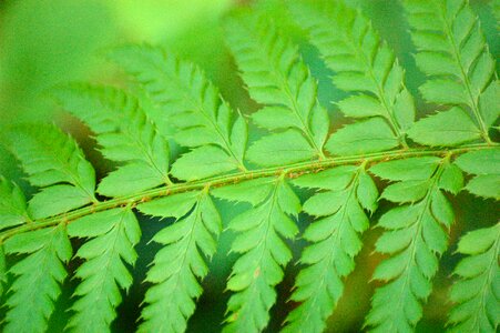 Plant green forest