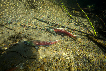 Sockeye salmon-1 photo