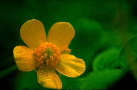 Ranunculus Repens  