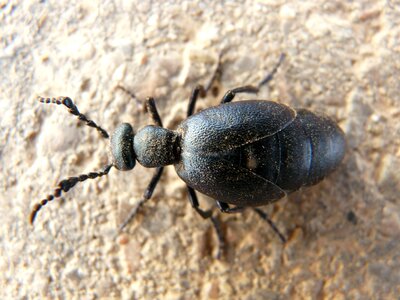 Beetle insect animal