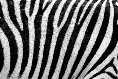 Zebra Texture photo