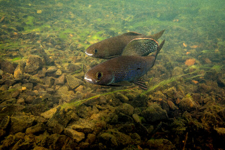 Arctic grayling-2 photo