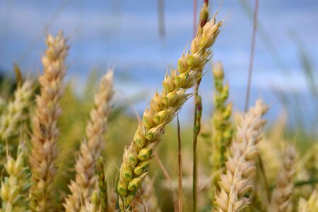 Agriculture barley cereal