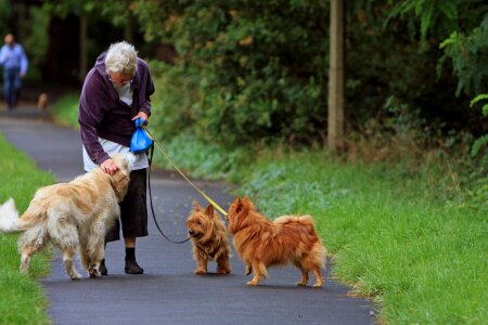 Golden retriever golden retriever photo