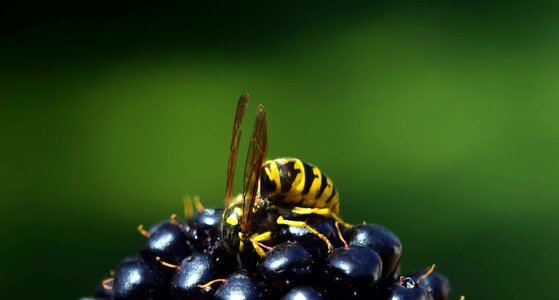 Animal arthropod berry