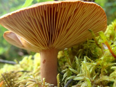 Fungi macro close up