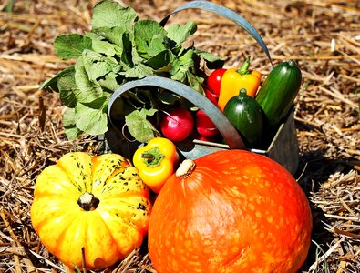 Agriculture autumn autumn season photo