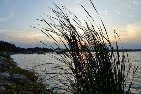 Aquatic marsh swamp photo