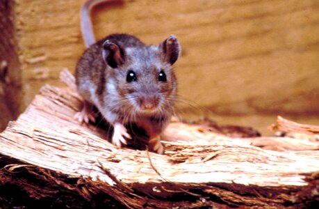 Deer mole Peromyscus maniculatus