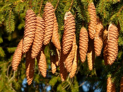 Conifer common spruce picea abies photo