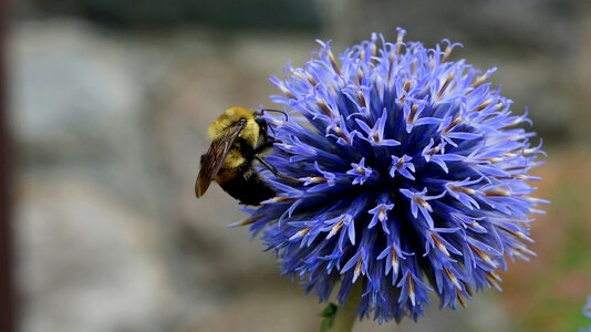 Purple Flower with bee on it photo