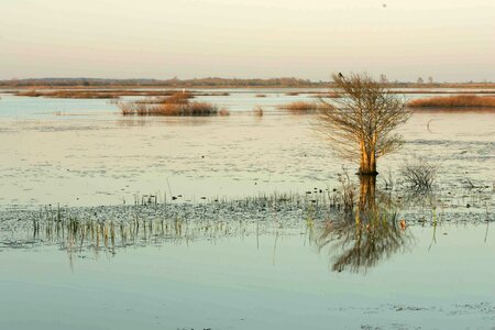 Aquatic bird crops