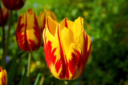 Red yellow flower spring photo
