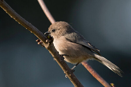 Male Bushtit
