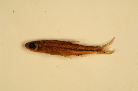 Notropis scabriceps-1