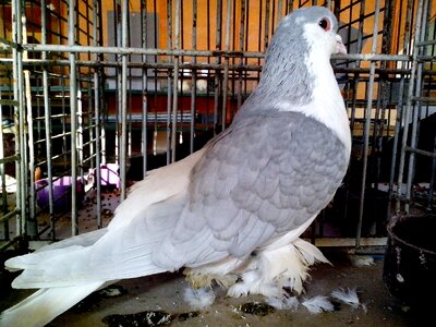 Blue dove legs