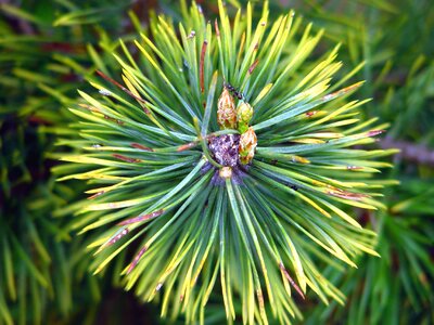 Beautiful Photo branch conifer photo