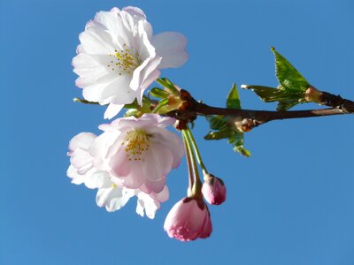 Pink japanese cherry trees cherry blossom
