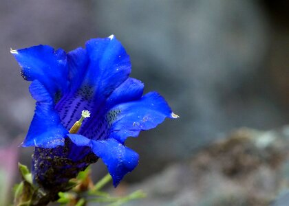 Nature mountain plant photo