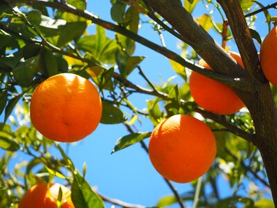 Citrus fruits tree leaves photo