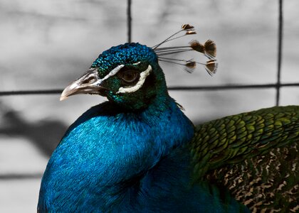 Animals pen colorful