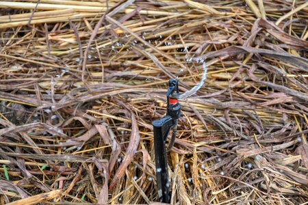 Watering device sprinkler straw photo