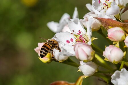 Bee insect pollination photo