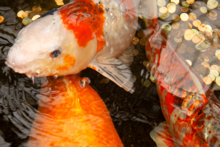 Close-up of Koi Fish