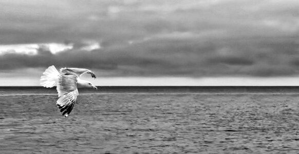 Animal wildlife coast