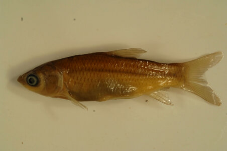 Ctenopharyngodon idella-1