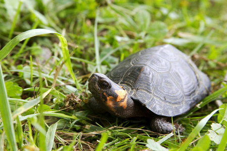 Bog turtle photo