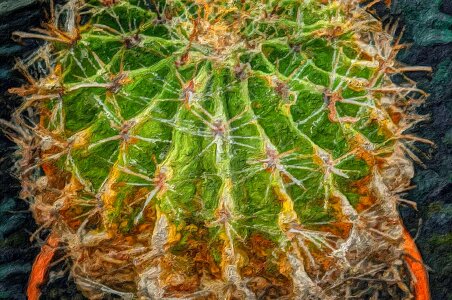 Fine Arts photomontage nature