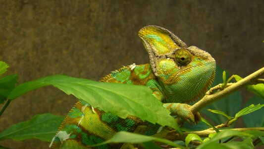 Yemen chameleon green yellow photo