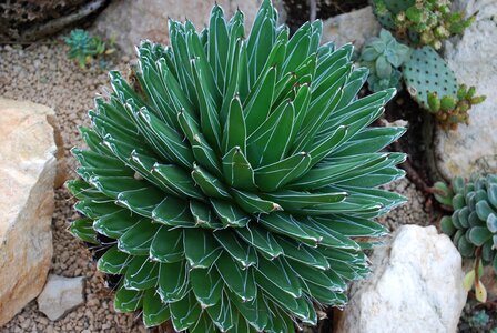 Spike sharp natural
