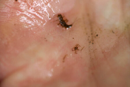 Aquatic invertebrate -3