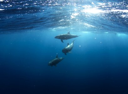 Sharks in the sea photo