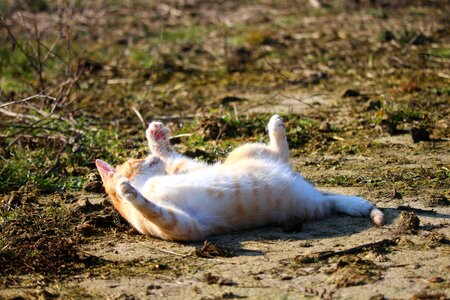Animal cat claw